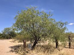 Mesquite