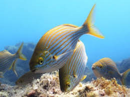 The 10 Most Common Fishes Of The Canary Islands Diving