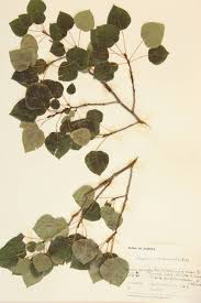 Image result for Salicaceae