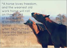 Maybe you would like to learn more about one of these? Quotes About Horses Freedom 34 Quotes