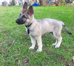 Check spelling or type a new query. German Shepherd Puppy Silver Sable At 2 Months Gsd Germanshepherd Silver Sable Bla Shepherd Puppies German Shepherd Puppies Silver Sable German Shepherd