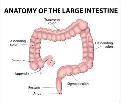 In general, colon cancer begins when healthy cells in the colon develop changes (mutations) in their dna. Colorectal Cancer British Journal Of Healthcare Assistants