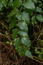 Image result for Halleria lucida
