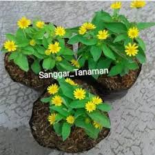 Genus ini berasal dari amerika selatan dan amerika utara. 45 Gambar Bunga Matahari Mini Terlengkap Eye Candy Photograph