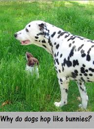 We did not find results for: Pin On Dog Health Corner