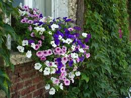Composition De Surfinias Et Verveine Des Jardins Fleur Jardiniere Massif Fleurs Fleurs