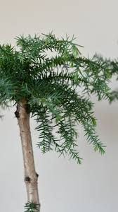 Image result for Araucaria cunninghamii