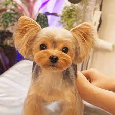 Dexter is 8 years old in this video and gets all his haircuts at home from me! 80 Adorable Yorkie Haircuts For Your Puppy