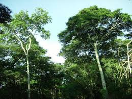 Image result for Marquesia macroura