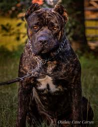 The colored eye part of the eye that encircles the dog's black pupils is known as the iris and its pigmentation varies from one dog and another depending on its concentration of melanin, a pigment that is responsible for giving. Outlaw Cane Corso Cane Corso Breeders True Cane Corso
