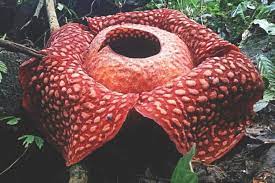 World S Largest Flower Rare Flowers Large Flowers Bloom