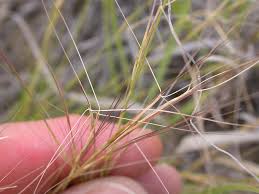 Image result for Aristida