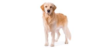 Golden Retriever Dog Breed Information Purina