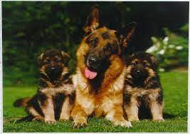 Grafitti german shepherd small puzzle. Pin On Puzzles