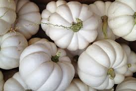 Check spelling or type a new query. Casperita Pumpkin Premium Garden Seeds Hoss Tools