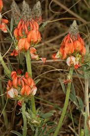 Image result for Indigastrum parviflorum