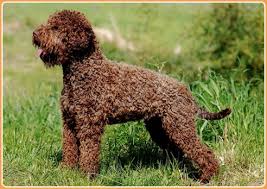 Maybe you would like to learn more about one of these? Lagotto Romagnolo Puppies Price Temperament Breed Information Animals Adda