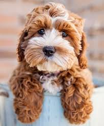Black And White Cocker Spaniel Poodle Mix Cocker Spaniel Poodle Mix Cockapoo Puppies Cute Animals Cavapoo Puppies