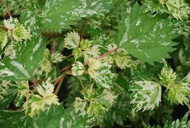 Image result for Barleria boehmii