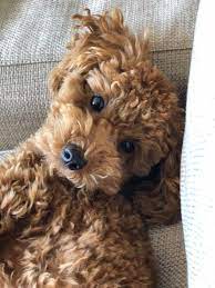 Pupperina Doggolove Doggolife Goodboi Dogvideooftheday Thecanineway Adventuredognation Goodtimesoutside Poodle Puppy Easiest Dogs To Train Dog Training