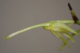 Image result for Angraecum calceolus