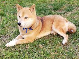 Hiro Shibainu We