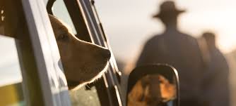 Small dog syndrome has a human counterpart in the napoleon complex, when someone of diminutive stature compensates by being domineering towards others. Pets Yellowstone National Park U S National Park Service