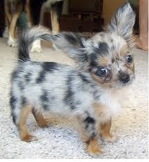 Black And White Long Haired Chihuahua Puppies For Sale Long Haired Chihuahua Puppy With Cool Dots Png Cute Baby Puppies Cute Animals Chihuahua Puppies