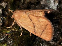 Image result for Apoda limacodes