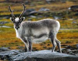 Want to discover art related to reindeer? Reindeer Of The Arctic Facts And Adaptations Rangifer Tarandus Also Called Caribou