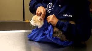 Get the best deals on cat carrier bags. Ø´Ø§Ø±Ø¹ Ø¥ØºØ±Ø§Ø¡ Ø¥Ù„ØªÙ‚Ø§Ø· Cat Restraint Bag Psidiagnosticins Com
