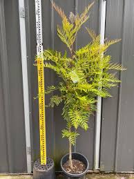 Image result for Grevillea robusta