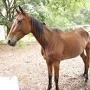 Profile Picture of Couple accused of animal cruelty, 19 horses seized - WTSP.com (@wtsp.com) on Google