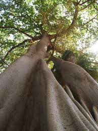 Image result for Ceiba pentandra