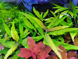 Image result for Hygrophila