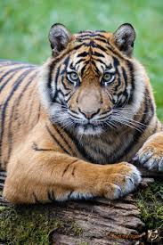 Petersburg tiger summit, and now. Happy Global Tiger Day Eye Of The Tiger