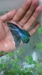 The average betta fish can grow up to 3 inches in length and half an inch in diameter. 10 Giant Betta Fish Bandung Betta Fish Ideas Betta Fish Betta Fish