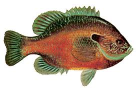 Longear Sunfish Lepomis Megalotis Sea Creatures Art Fish Fish Pet
