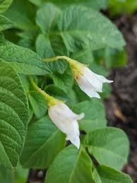 Image result for Solanum tuberosum