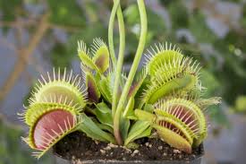 In these instances only, you will need to know your birth time to determine your venus sign. Should You Let The Venus Flytrap Flower Hungryplant Com