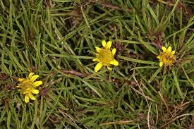 Image result for Geigeria burkei