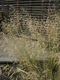 Image result for Eragrostis caespitosa