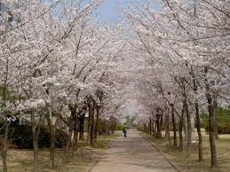 Muzika musim luruh is now known as muzika 2011! 4 Musim Di Korea Kembaramurni Com
