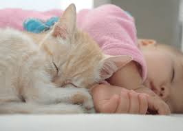 Great deals on chickering grand & baby grand pianos. Grand Fur Parents Are The Best Pawmise Here Are 5 Signs Of A Grand Fur Parent Pet Treater Let S Blog About Dogs And Cats