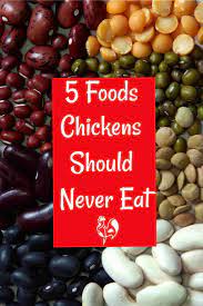 Potatoes with green skin can make your chickens sick and even kill them, and they're not good for you either! What Should Chickens Absolutely Not Eat