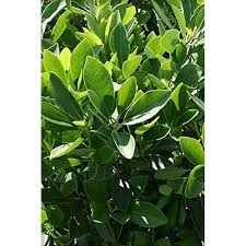 Image result for Eriosema parviflorum