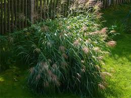 Foto Von Bluhendem Zwerg Chinaschilf Miscanthus Sinensis Im Herbst Ziergras Gras Chinaschilf