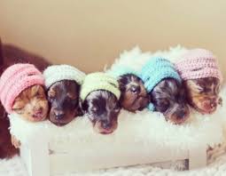 Omg Sleeping Sausage Puppers With Little Knitted Hats Puppy Minisausagedog Minidachshund Dachshundso Dog Boutique Baby Dogs Mini Dachshund
