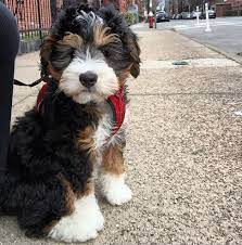 Pin On Dogs