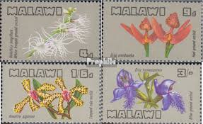 Image result for Holothrix longiflora